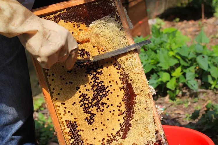 土蜂蜜可以放冰箱吗