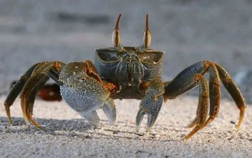 螃蟹怎么做比较好吃