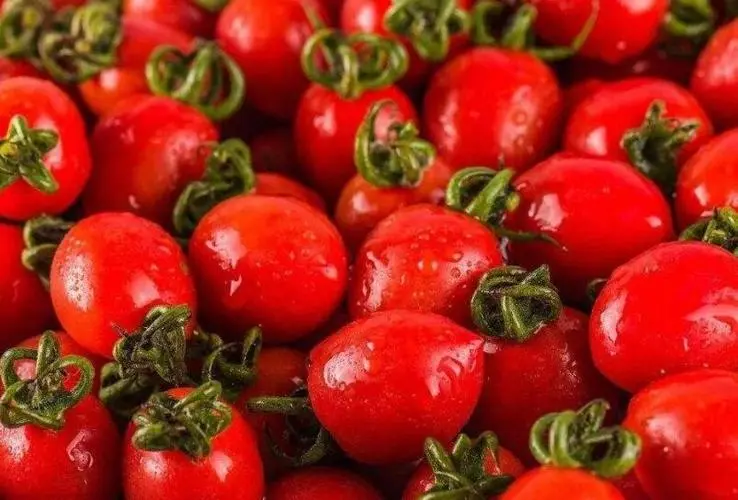 小西红柿为什么叫圣女果