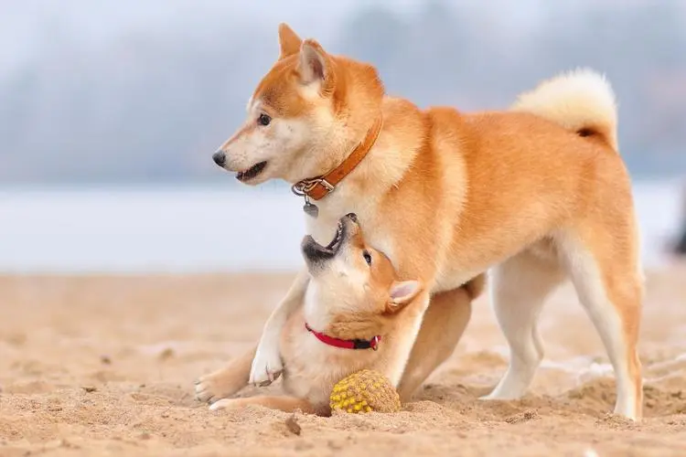 可以给柴犬吃高粱馍吗