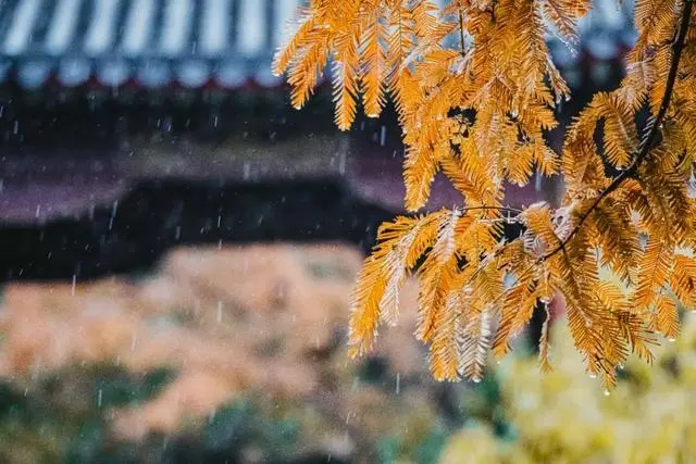 秋雨绵绵的唯美句子（精选106句）