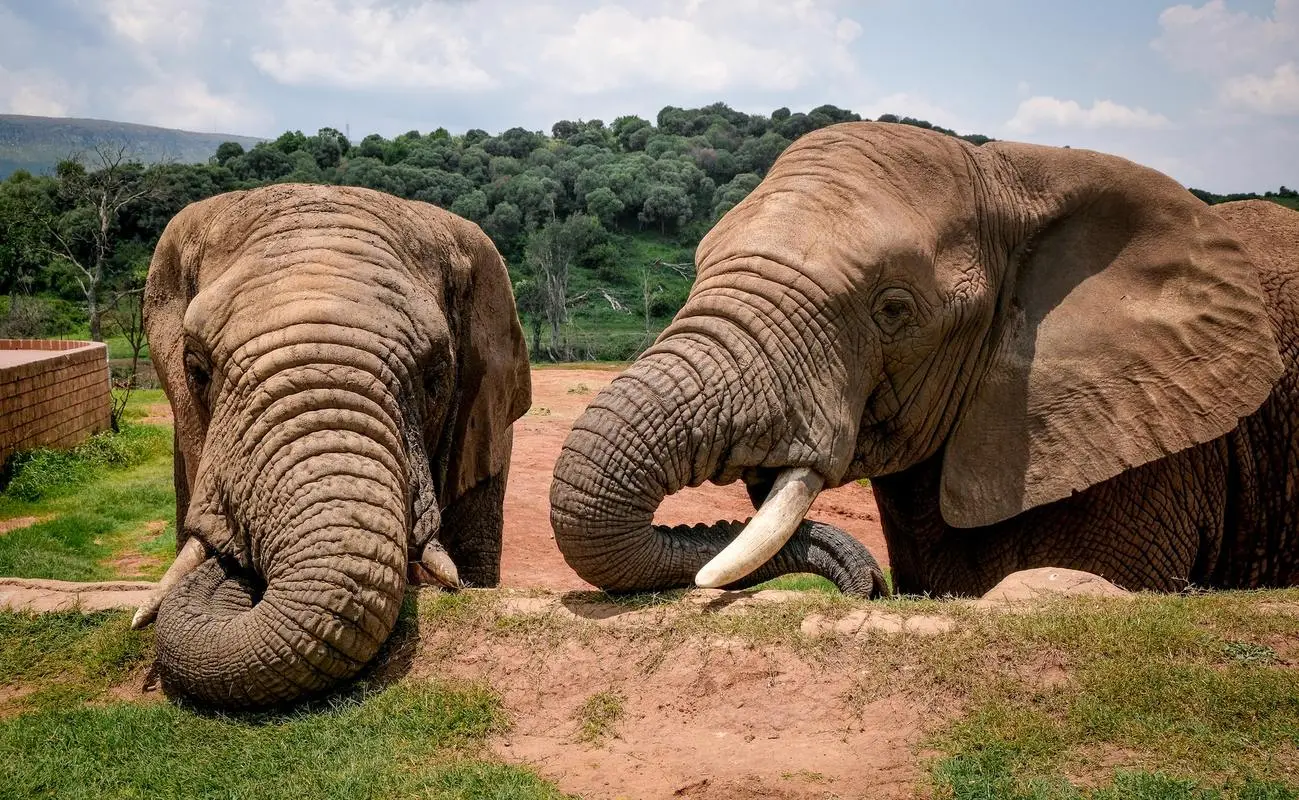 为什么大象有长鼻子