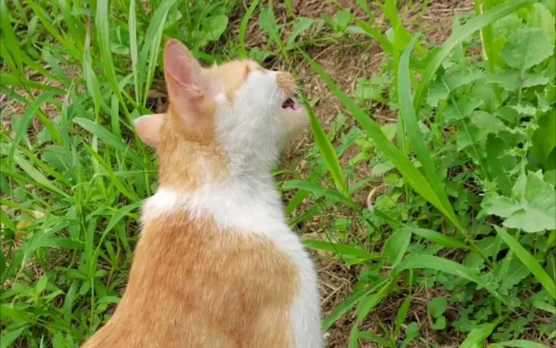为什么猫会喜欢吃草